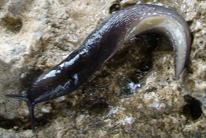 Variazioni di colore in Limax sp da Cassino